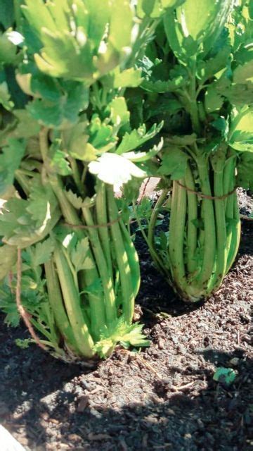 Growing Celery Tie Up