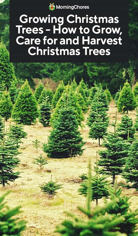 Growing Christmas Trees Uk