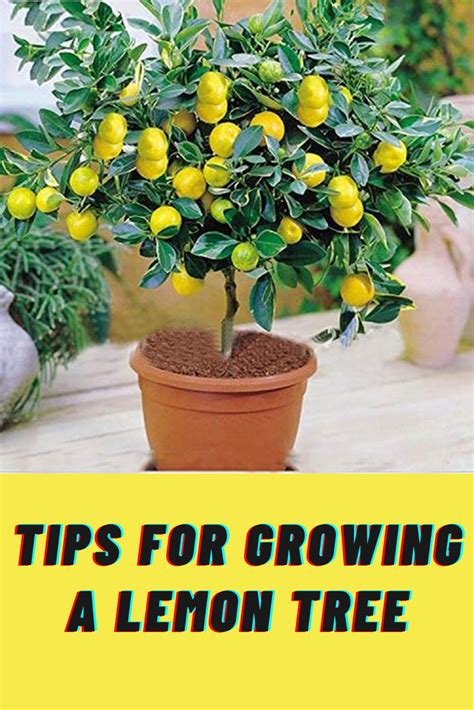 Tips For Growing Citrus Trees In Pots Kellogg Garden Organics™ Lemon