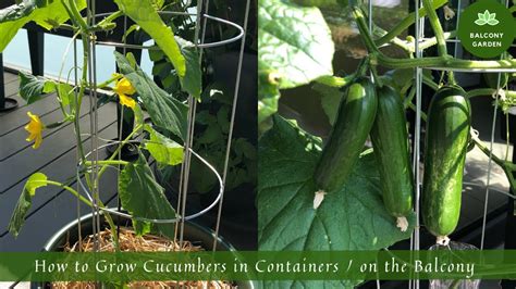 Growing Cucumbers in Pots from Seed, Cucumber Care Gardening Tips
