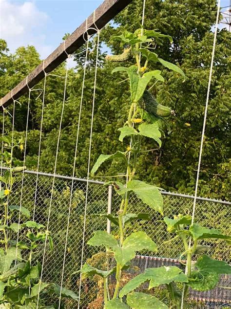 Growing Cucumbers Vertically On String