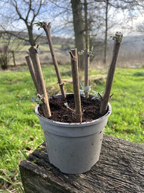 Growing Cutting Made Easy