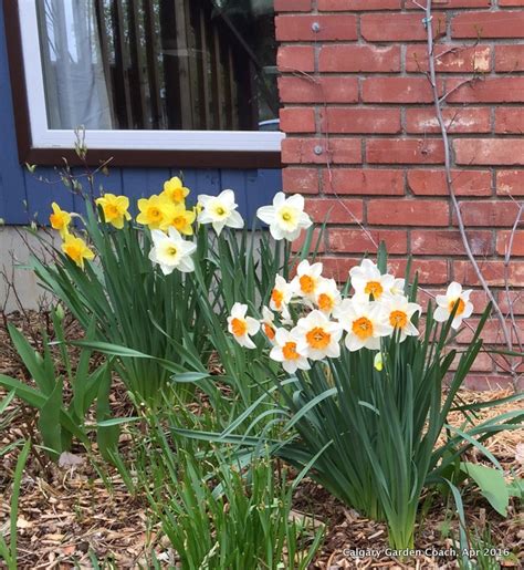 Growing Daffodils In Calgary