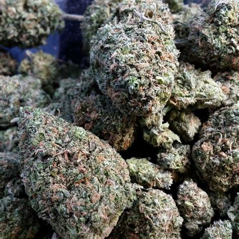growing dense cannabis buds