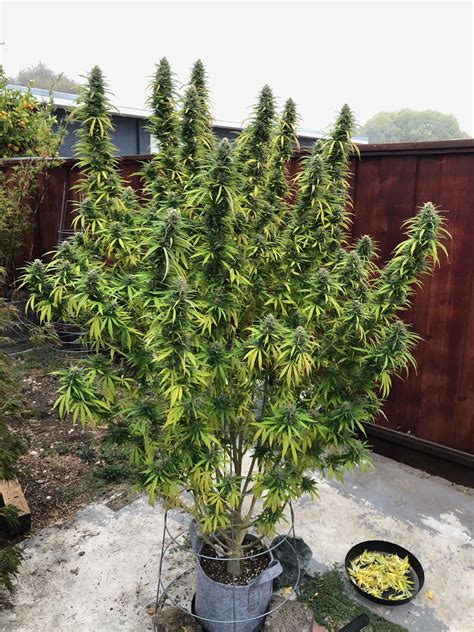 growing durban poison strain