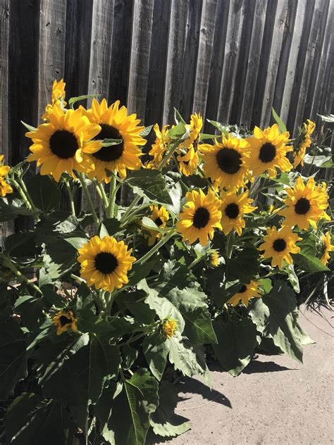 Growing Dwarf Sunflowers