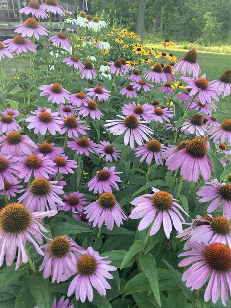 Growing Echinacea Commercially