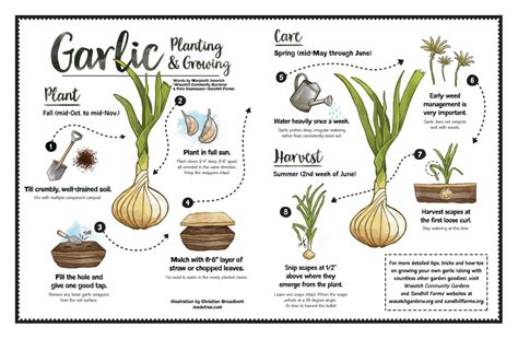 Growing Garlic Soil Depth