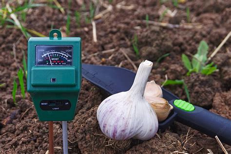 Growing Garlic Soil Ph