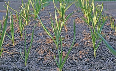 Growing Garlic Soil Type