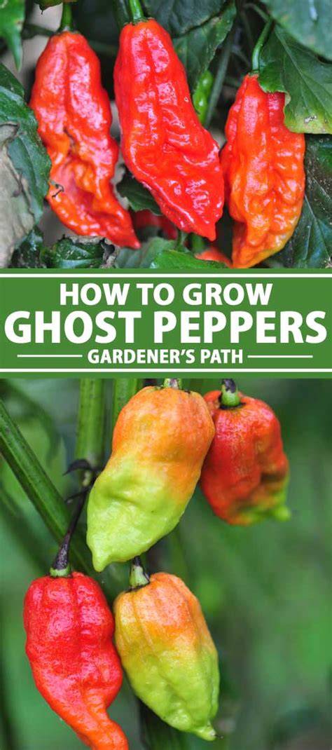 Growing ghost peppers for the first time. Zone 6a, and these are