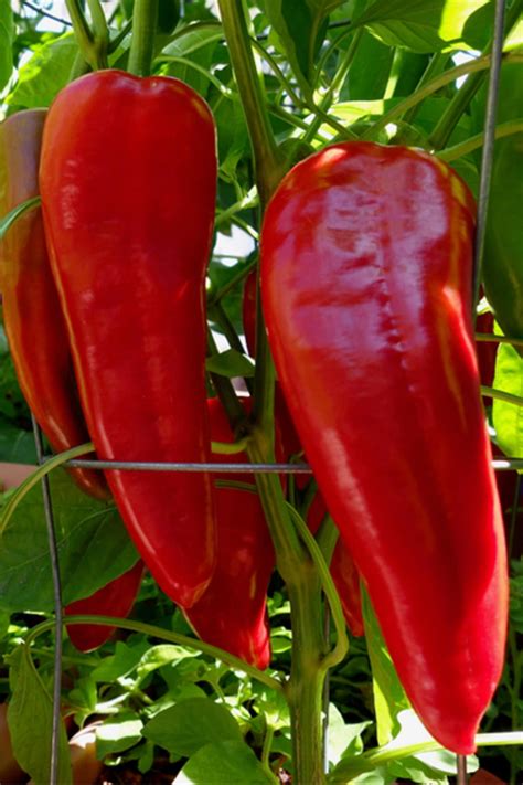 growing giant marconi peppers