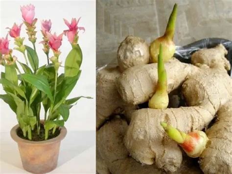 growing ginger from store
