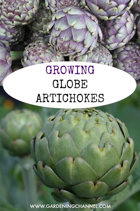 Growing Globe Artichoke