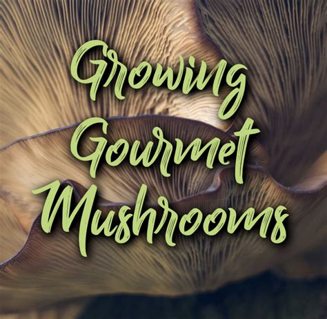 growing gourmet & medicinal mushrooms