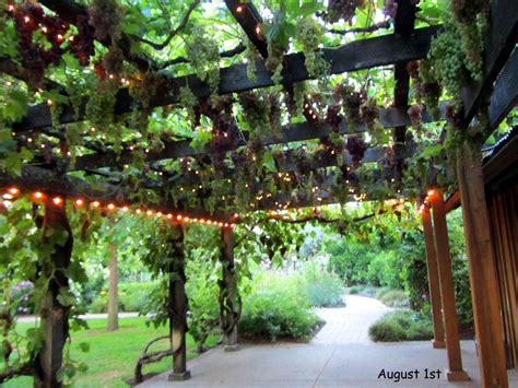Growing Grape Vines For Shade