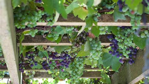 Growing Backyard Grapes Planting, Growing, Pruning
