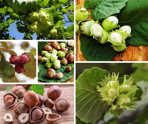 Growing Hazelnuts In Utah