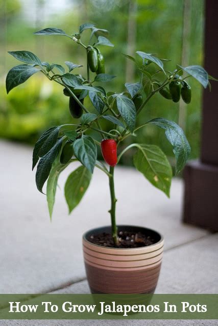 growing jalapeno peppers in a pot