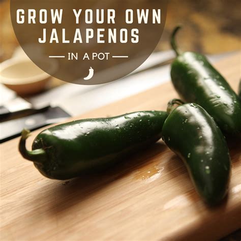growing jalapenos from seeds