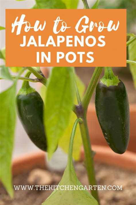 Growing Jalapenos In Pots