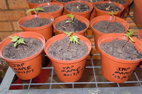growing japanese maple from seed