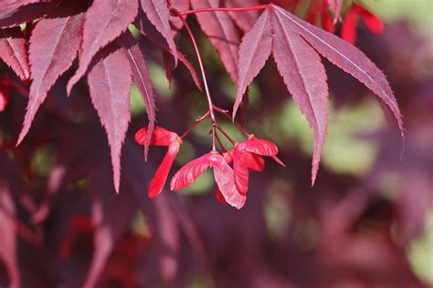 growing japanese red maple from seed
