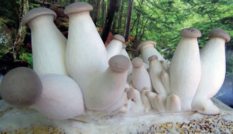 growing king trumpet mushrooms