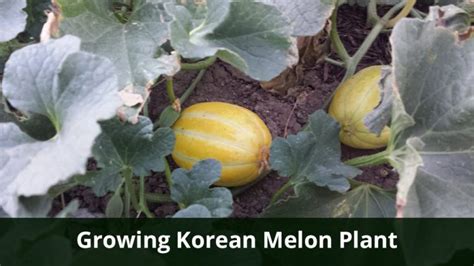 Growing Korean Melon