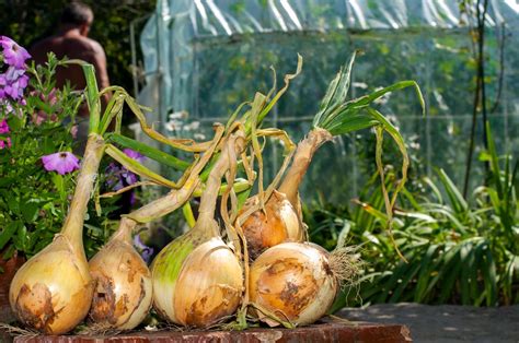 growing large onions