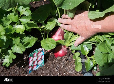 Growing Large Radishes