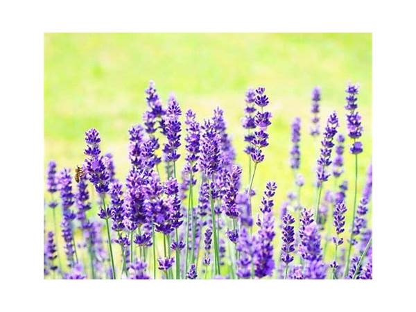 How to Successfully Grow Lavender in Florida: Tips and Tricks