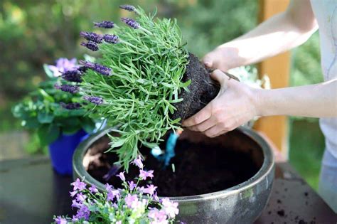 Growing Lavender In Small Pots