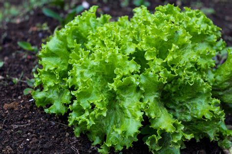 Growing Lettuce How to Plant, Grow, and Harvest Fresh Lettuce