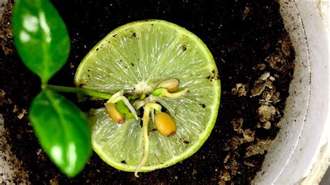 Growing Lime Tree From Seed