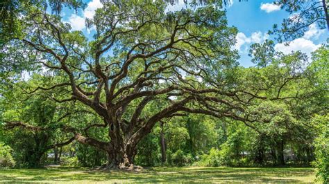 growing live oak trees