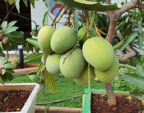 Growing Mango At Home