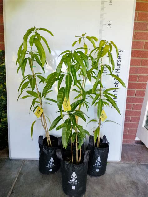 Growing Mango Tree Perth