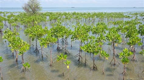 growing mangroves for restoration