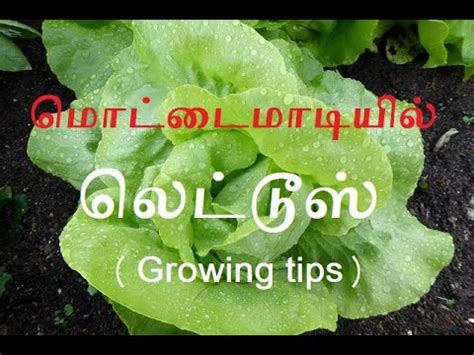 growing meaning in tamil