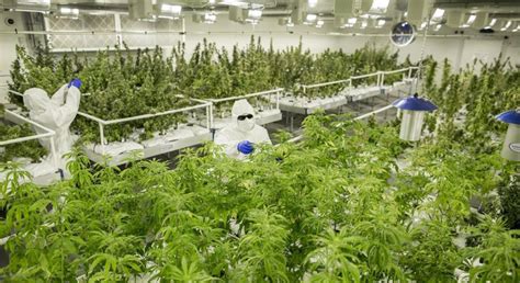 growing medicinal marijuana australia
