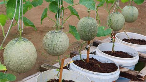 Growing Melons In A Container