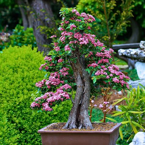 Growing Miniature Bonsai Tree
