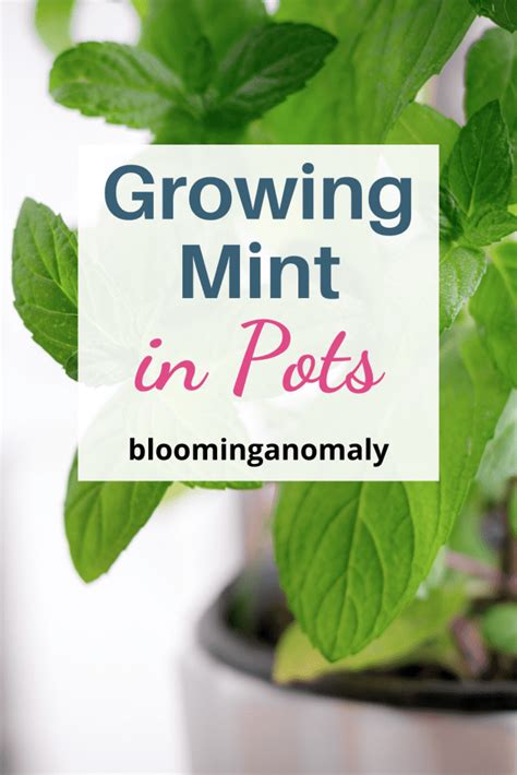 growing mint in pots
