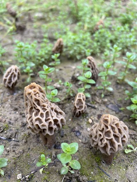 Growing Morels Reddit