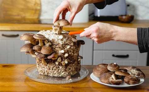 growing mushrooms for food