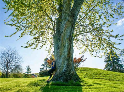 growing mustard seed