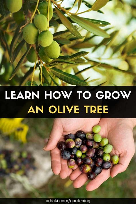 Growing Olive Trees Vancouver Bc