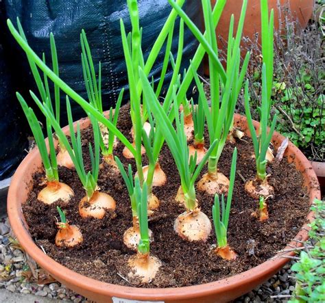 Growing Onions And Garlic In Containers