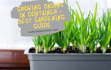 Growing Onions In A Container